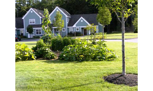 Davis Island Townhouses